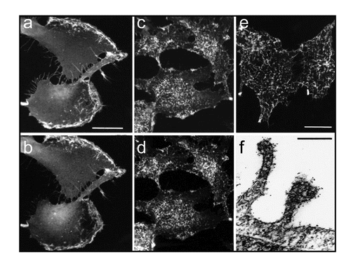 Figure 3 NG2 co-localization with α-1 integin. (a and b) NG2-transfected U251 glioma cells were treated for three hours with PMA, fixed with 4% paraformaldehyde, and double stained with antibodies against NG2 (a) and β-1 integrin (b). NG2 and the integrin are co-localized to broad lamellipodia on the leading edges of cells. (c and d) Quiescent NG2-transfected U251 cells were fixed with 4% paraformaldehyde and double-stained with antibodies against NG2 and β-1 integrin (d). NG2 and the integrin are co-localized to arrays of microprotrusions on the apical cell surface. (e) Quiescent NG2-transfected U251 cells were stained live at 4°C with NG2 antibody to confirm the cell surface (as opposed to cytoplasmic) location of apical microprotrusions. (f) Immunogold electron microscopy of NG2 labeling reveals that NG2 (black puncta) is heavily localized to microprotrusions from the apical cell surface.