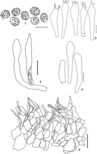 Figure 3. Microscopic structures of Lactifluus catarinensis. 1. Basidiospores. 2. Basidia. 3. Macrocystidia. 4. Basidiola. 5. Pileipellis. Scale bars in 1, 2 and 4 = 10 µm; 3 and 5 = 20 µm.