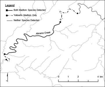 Figure 2. Distribution map of smoky and yellowfin madtoms determined during macrohabitat snorkeling surveys conducted during 2007 and 2008 in lower Abrams Creek, Blount County, TN.