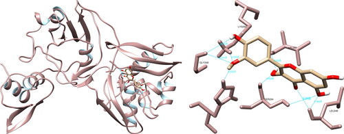 Figure 10. Isorhamnetin interactions with SARS-CoV-2 uridylate-specific endoribonuclease, visualized in UCSF Chimera. Isorhamnetin formed seven hydrogen bonds with amino acids: Gly248, His250, Lys290, Val292, Ser294 and Leu346.
