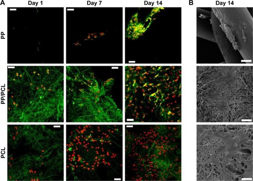 Figure 5 Visualization of fibroblasts seeded on scaffolds.Notes: (A) Confocal microscopy images on days 1, 7, and 14. Green color depicts cellular biomembranes and red color cell nuclei. Magnification 200×, scale bars 50 μm. (B) Scanning electron images on day 14. Magnification 650×, scale bars 50 μm.Abbreviations: PCL, poly-ε-caprolactone; PP, polypropylene mesh; PP/PCL, composite scaffold composed of polypropylene mesh and poly-ε-caprolactone nanofibers.