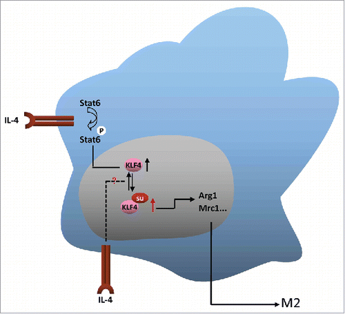 Figure 5. Model depicting the role of KLF4 SUMOylation in regulating macrophage M2 polarization induced by IL-4.