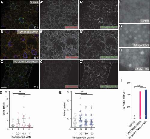 Figure 2. ER stress does not elicit an eMI response. (A-C) Compared to control (A, A’), treatment of larvae with 1 µM thapsigargin (B, B’) or 50 µg/ml tunicamycin (C, C’) does not cause the formation of sensor puncta in the fat body. (Endo)lysosomes are marked using GFP-hsLAMP1. Monochrome images show indicated channels. Nuclei are in blue. (D, E) Quantification of a dose-response curve of treatment with thapsigargin (D) and tunicamycin (E). One-way ANOVA (Dunnett corrections): ns: not significant. (F-I) At indicated concentrations thapsigargin (G) and (H) tunicamycin induce ER stress reflected by nuclear GFP signal of the Xbp1 sensor. (I) Percentage of nuclei with GFP of indicated samples; Fisher’s exact test (Bonferroni correction); ****, P < 0.0001. n: fields of view (fat body lobes), except in (I), where it reflects total number of cells. Scale bars: 20 µm