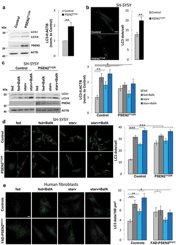 Figure 1. Expression of FAD-PSEN2 mutants blocks autophagy. (a) Representative western blot for LC3-I, LC3-II and PSEN2 (left) and quantification (right) of LC3-II basal levels (normalized to ACTB levels) in SH-SY5Y cells (control and PSEN2T122R-expressing). Mean ± SEM, n = 4 independent experiments. **p < 0.01. (b) Left, representative confocal images of SH-SY5Y cells (control and PSEN2T122R-expressing) co-transfected with a GFP-LC3 cDNA. Green dots represent autophagosomes at basal conditions. Scale bar: 10 µm. Right, quantification of GFP-LC3 dots in the different cell types. Mean ± SEM, n = 45 and 16 cells for control and PSEN2T122R-expressing, respectively, from 3 independent experiments. **p < 0.01. (c) SH-SY5Y cells (control and PSEN2T122R-expressing) were incubated for 1 h at 37°C with complete medium (DMEM + 10% FCS; fed) or with an extracellular solution supplemented with 1 mM CaCl2 (starv), in the absence or presence of BafA (100 nM). Endogenous LC3 (LC3-I and LC3-II) and PSEN2 levels are shown in a representative western blot (left) and levels of LC3-II (normalized to ACTB) are quantified in the different conditions (right). Mean ± SEM, n = 9 independent experiments. *p < 0.05; **p < 0.01. (d) SH-SY5Y cells (control and PSEN2T122R-expressing, co-transfected with mitochondrial RFP to select transfected cells) were treated as in (c) and immuno-stained for endogenous LC3. Representative confocal images (left) and LC3 dots quantification (right) are shown. Scale bar: 10 µm. Mean ± SEM, n = 60–90 cells, from 4 independent experiments. (e) Primary human fibroblasts (from a heathy control, and a FAD-PSEN2N141I subject; see Materials and Methods) were treated as in (c) and immuno-stained for endogenous LC3. Representative images (left) and LC3 dots quantification (right) are shown. Scale bar: 10 µm. Mean ± SEM, n = 18–29 cells, from 3 independent experiments. *p < 0.05; **p < 0.01; ***p < 0.001.