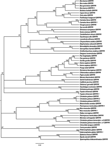 Figure 2. Phylogenetic relationships among different mammal QRFPRs reconstructed on the basis of cDNA coding region sequences and using the BI method (arithmetic mean = −18130.57; harmonic mean = −18175.65). Bayesian posterior probability values higher than 50% are indicated on each node. The scale for branch length (0.02 substitution/site) is shown below the tree.