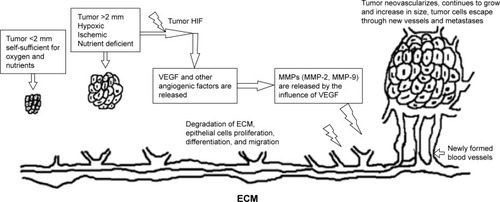 Figure 1 Influence of VEGF-A in EC.