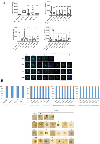 Figure 6. Evaluation of lifespan-mediated changes in nucleolus in haploid wild-type yeast strain BY4741, isogenic mutant strains lcl1Δ, lcl2Δ and bud1Δ (rho+ and rho°) and clones generated as daughters of an old mother. (a) Analysis of rDNA content. rDNA was visualised using WCPP specific to chromosome XII that contains rDNA locus in yeast. Fluorescence signals of chromosome XII were quantified using the ImageJ software. The integrated fluorescence density is presented in relative fluorescence units (RFUs). Box-and-whisker plots are shown, n = 100. The typical micrographs are shown (bottom). *p < 0.05, **p < 0.01, ***p < 0.001compared to the rho+ strain, #p < 0.05, ##p < 0.01, ###p < 0.001 compared to the rho° strain (ANOVA and Dunnett’s a posteriori test). The cells were labelled with FITC to detect chromosome XII-specific signals (green). DNA was visualised using DAPI staining (blue). (b) Silver staining of nucleolar organiser region-based analysis of nucleolus fragmentation. Fragmented nucleoli were scored (%). The typical micrographs are also shown (bottom)