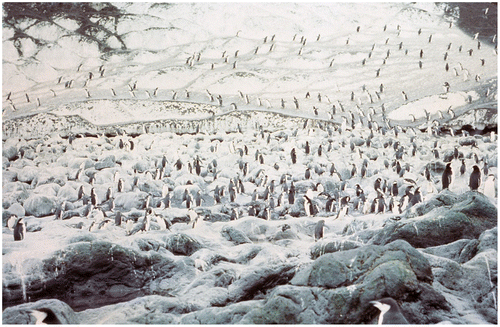 Figure 12. Scene from the Deception Island penguin rookery, 13 January 1974.