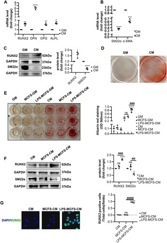 Figure 3. LPS-induced macrophages promote VSMCs calcification and osteogenic differentiation. (A–B) QPCR analysis of RUNX2, OPN, OPG, ALPL, α-SMA, and SM22α in VSMCs with calcifying medium (CM) versus growth medium (GM). n = 3. (C) Representative Western blot images of RUNX2 and SM22α in VSMCs with CM compared to GM are shown. n = 3. (D) Alizarin red staining was used to evaluate the calcification of VSMCs after 7 days of CM or GM intervention. (E) AR staining and quantification revealed the role of macrophages in VSMC calcification under both GM and CM conditions. n = 3. (F) Western blot analysis was performed to investigate the expression of RUNX2 and SM22α in VSMCs treated with CM, MCFS-CM, and LPS-MCFS-CM. n = 3. (G) Immunofluorescence staining was utilized to detect the presence of RUNX2 in VSMCs. Scale bar, 20 μm. Data are presented as mean ± SD, two-tailed t-test (A, B, and C), *p < 0.05, **p < 0.01, ***p < 0.001, ****p < 0.0001 versus GM. One-way ANOVA (E, F and G), *p < 0.05, ****p< 0.0001 versus CM, ##p < 0.01, ###p < 0.001, ####p< 0.0001 versus MCFS-CM.