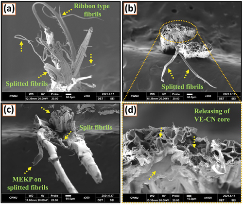 Figure 8. (a) Tensile-fractured surface of pure abaca fibers. (b) VE-CN core-infused abaca fibers. (c) MEKP core-infused abaca fibers. (d) Magnified view showing the release points for the healing resin from damaged lumens.