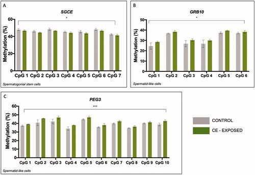 Figure 1. CE significantly impacts spermatogenic cell DNA methylation at three maternally imprinted genes. (A–C) Two-factor ANOVA of bisulfite pyrosequencing data for SGCE (A), GRB10 (B), and PEG3 (C) in SSC-like cells (A) and haploid spermatid-like cells (B,C). (A) There is a significant effect of exposure on DNA methylation at SGCE in SSC-like cells but not in haploid spermatid-like cells. There is a significant effect CE exposure on DNA methylation in haploid spermatid-like cells at GRB10 (B) and PEG3 (C). *p < 0.05; **p < 0.005; ***p < 0.0001.