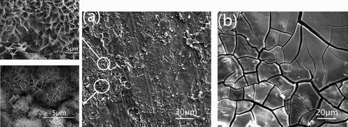 Figure 3. SEM of rusty samples before (a) and after (b) conversion treatment.