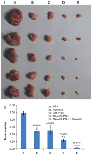 Figure 4 Effect of combination treatment on tumor weight. The H22-tumor bearing mice in each group were given the different formulations, respectively. Two weeks later, the mice were euthanized by nitrogen inhalation. Tumor images were taken by Nikon D70 digital camera (I) and the weight was also examined (II). The tumor weight was compared between phosphate-buffered solution (A) and docetaxel (B), Ad5-PTEN (C), Man-Ad5-PTEN (D), and Man-Ad5-PTEN-docetaxel (E).Notes: The significance of the differences was evaluated using the Student’s t-test (*P < 0.05; **P < 0.01; ***P < 0.001). The tumor inhibition rate was calculated and normalized to the phosphate-buffered solution group. Data are shown as the mean ± standard deviation in each group.Abbreviations: Man, mannan; Ad5, recombinant adenovirus using the PTEN gene; PTEN, phosphatase and tensin homolog deleted on chromosome ten.