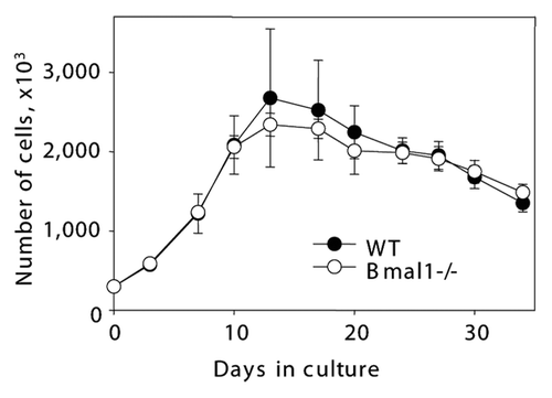 Figure 2 BMAL1 deficiency does not affect fibroblast replicative senescence in vitro. Growth curves of primary lung fibroblasts isolated from wild type (closed circles) and Bmal1-/- (open circles). On indicated days cells were counted and plated with equal density.