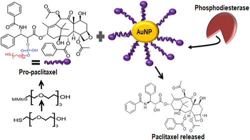 Figure 12 Enzyme-mediated drug release from AuNPs. Pro-paclitaxel was produced by first protecting the thiol group of tetraethylene glycol using (mono-4-methoxy) trityl chloride (MMTrCl) and then reacting it with paclitaxel. The thiol terminal of pro-paclitaxel incorporated it onto AuNPs. When treated with enzyme Phosphodiesterase, the Phosphodiester moieties were hydrolyzed causing the liberation of free paclitaxel.