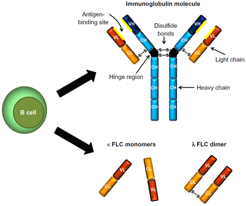 Figure 1 Immunoglobulin and free light chain (FLC) structure. Immunoglobulins are composed of two heavy chains and two light chains linked by noncovalent forces and disulfide bonds. There are two isotypes of FLC – κ and λ – which are produced by B cells as a byproduct of immunoglobulin synthesis.