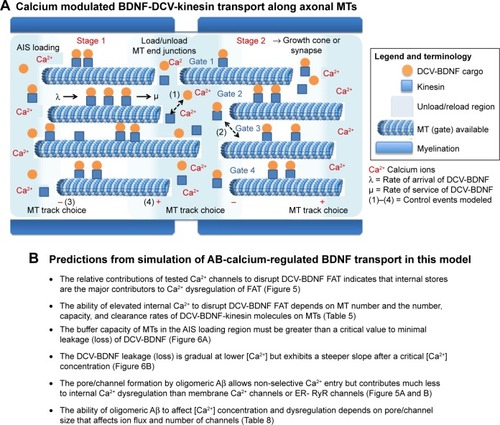 Figure 4 Parameters for modeling calcium-mediated DCV-BDNF transport by kinesins along axonal MTs and predictions.Notes: (A) Model of calcium-mediated BDNF transport on axonal MTs. The BDNF-DCV cargo (orange circle) binds to kinesin (blue square) for MT docking and transport. For simplicity, a loaded cargo is considered stable until MT ends where calcium concentration can again affect disruption or reassociation of BDNF-DCV cargo to MTs or MT binding by kinesin carrying cargo. The figure also indicates 1) BDNF-DCV binding to kinesin and 2) DCV-BDNF-kinesin-MT binding with cargo. In 3) and 4) MT end complexes at MT minus (-) or plus (+) ends including MAP or severing proteins can affect MT end dynamics or length and contribute to lost cargo. Points 3) and 4) are not modeled here but will be considered in future iterations. (B) Key predictions from simulation of calcium-regulated BDNF transport.Abbreviations: DCV, dense core vesicle; BDNF, brain-derived neurotrophic factor; MT, microtubule; MAP, MT-associated protein; FAT, fast axonal transport; AIS, axon initial segment; ER, endoplastic reticulum; RyR, ryanodine receptor.