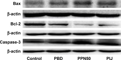 Figure 7 Bax, Bcl-2, and caspase-3 protein expression levels of the PBD, PIJ, and PPN50.Abbreviations: PBD, paclitaxel bulk drug; PIJ, paclitaxel injections; PPN, pure paclitaxel nanoparticles.