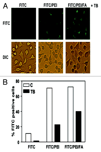 Figure 6. Conjugation of FA with PSiO2 nanoparticle showed improved endocytosis in HeLa cells. HeLa cells treated with PSiO2 nanoparticles at 10 µg/ml for 2 h and the extracellular binding of the nanoparticles was quenched with trypan blue (FITC, pristine FITC-labeled particle; FITC/PEI, PEI-functionalized FITC-labeled particle; FITC/PEI/FA, FA-conjugated PEI-functionalized FITC-labeled particle). Fluorescence microscopy was used to image FITC-labeled particles inside the cells and differential interference contrast microscopy for cellular morphology evaluations (A). Flow cytometry was used to detect the number of HeLa cells with endocytosed PSiO2 nanoparticles in control or trypan blue quenched cells (B). Reprinted with permission from reference Citation53.