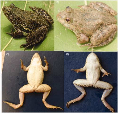 Figure 2. Diagnostic characters of genus Euphlyctis. Dorsal view of (A) Euphlyctis cyanophlyctis and (B) Euphlyctis kalasgramensis. Ventral view of (C) Euphlyctis cyanophlyctis and (D) Euphlyctis kalasgramensis.