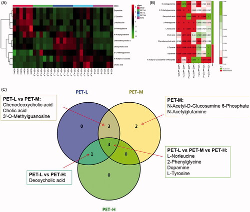 Figure 5. Analysis of the identified potential biomarkers. (A) Heat map of the differentially abundant metabolites in all groups. Rows – samples; columns – metabolites. The degree of colour saturation indicates the metabolite expression with green and red respectively indicating lowest and highest expression. (B) p-Value heat map of the differential abundance of metabolites in all groups. Rows – samples; columns – metabolites. The degree of colour saturation indicates intergroup differences in metabolite expression values with green and red respectively indicating non-significant and significant difference. (C) VENN diagram of PET-L, PET-M and PET-H biomarkers.