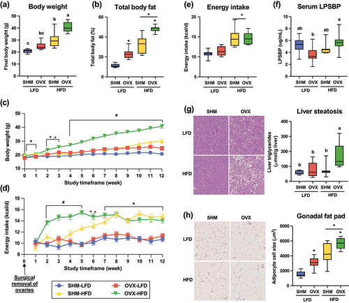 Figure 1. Animal characteristics of conventionally raised C57BL/6J mice that underwent either ovariectomy (OVX) or sham (SHM) surgery and fed either a low-fat (LFD) or a high-fat diet (HFD). Final body weight (a) and energy intake (b) at the end of the 12-week study period as well as body weight (c) and energy intake (d) throughout the study time frame are plotted. Total body fat assessed using EchoMRI (e), serum lipopolysaccharide binding protein (LPSBP) concentration (f), liver steatosis (g), and adipocyte cell size (H) were assessed at the end of the study. *denotes main diet effect; +denotes main surgery effect; interactions are denoted either by superscript letters in box plots or by # sign in line graphs, p < .05.