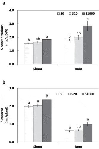 Figure 3. Shoot and root S concentrations (a) and content (b) at 5 weeks after sowing with 0, 20, or 1000 µM S. Each value was mean of 5 biological replicates with standard error. Different letters on bars indicate signiﬁcant differences between S treatments according to Tukey test (P < 0.05)