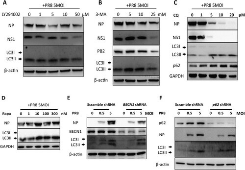 Figure 6. Autophagy inhibition reduces replication of Influenza A Virus in vitro. (A-D) A549 cells were pretreated with an increasing dose of LY294002 (A) or 3-MA (B) or chloroquine (C) or Rapamycin (D) for 30 min and then mock-infected or infected with PR8 at MOI of 5. Cell lysates were collected at 24 hpi and were subjected to Western blot analysis. (E-F) Effect of BECN1 and p62 knockdown on IAV replication in A549 cells. A549 cells were infected with pLKO.1 scrambled or shRNA-BECN1 (E) or shRNA-p62 (F) lentiviruses, infected with PR8 and harvested at 24 hpi for Western blot analysis. Results are representative of three independent experiments.