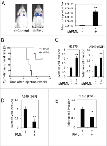 Figure 1. PML suppressed lung cancer cell invasion when EGFR was activated. (A) Left, Luciferase-expressing A549-shControl or shPML cells were injected via the tail vein into immunocompromised NOD/SCID mice (n = 5 for each group). The mice were monitored for colonization of the injected cells in the lungs as described in the Materials and Methods. Representative images from week 6 post-injection are shown. Right, The mean total photon flux measured by IVIS at week 6 is shown. The data are presented as the mean ± SEM. (B) The cumulative survival rate of the same mice described in Figure 1A was monitored weekly until 13th week after cell injection. (C) Left, H1975-shControl and H1975-shPML cell invasion was assayed as described in the Materials and Methods. Right, A549-shControl and A549-shPML cells were cultured overnight in low-serum starvation conditions (0.5% FBS). These cells were then subjected to the cell invasion assay in the low serum-medium with 50 ng/ml EGF. (D) A549-Control and A549-PML cells were cultured overnight in low-serum starvation conditions (0.5% FBS). These cells were then subjected to the cell invasion assay in the low serum-medium with 50 ng/ml EGF. (E) CL1-5-Control and CL1-5-PML cell invasion was assayed as described in (D).