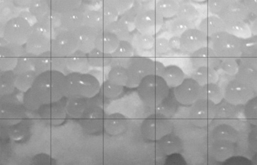 Figure 9 Digital image of swollen SB microspheres (F13) after immersing in 0.1N HCl for 2 hours then in phosphate buffer up to 8 hours.