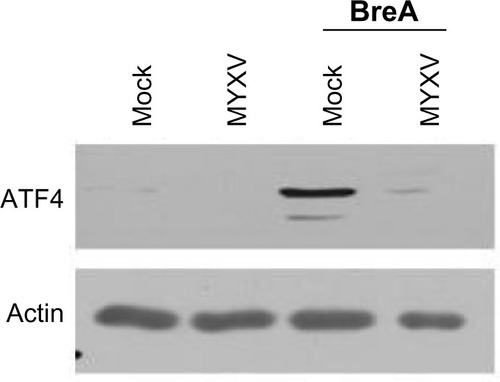 Figure 5 MYXV inhibits expression of ATF4. U266 cells were either mock-infected or infected with MYXV at MOI =10 and subsequently incubated with 1 µM BreA. Six hours after infection, expression of ATF4 was analyzed using immunoblot.
