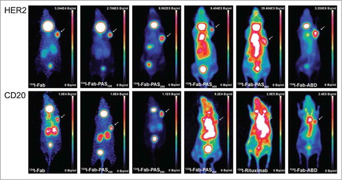 Figure 2. MIP-PET images of xenograft tumors in mice using 124I-labeled αHER2 and αCD20 Fab fragments, respectively. CD1‑Foxn1nu mice bearing s.c. HER2-positive (SK-BR-3) or CD20-positive (Granta) xenografts at the right shoulder (see arrows) were injected with 124I-labeled recombinant Fabs in different molecular formats: Fab, Fab-PAS100, Fab-PAS200 , Fab-PAS400, Fab-PAS600, Fab-ABD as well as, for comparison, the full-size IgG rituximab. PET scans were performed 24 h p.i. for HER2 (top) and CD20 (bottom). Regardless of the reagent used, the thyroid gave rise to elevated background signals in all mice because this organ was not blocked for iodine uptake in these experiments.
