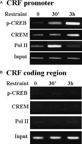 Figure 6 Restraint stress induces recruitment of phospho-CREB and CREM by the CRF promoter in the hypothalamic PVN region. (A) Chromatin immunoprecipitation (ChIP) assays using phospho-CREB, CREM and Pol II antibodies and cross-linked DNA from microdissected hypothalamic PVN region of control rats and rats subjected to restraint stress for 30 min or 3 h. (B) PCR for the CRF coding region, performed on the same immunoprecipitants used in (A), showed non-specific bands, which were not changed by stress. Gel images are representative of the results in three experiments. Ab, antibody; pCREB, phospho-CREB; Pol II, RNA polymerase II. Adapted from Shepard et al. (Citation2005).