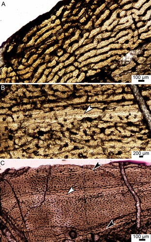 FIGURE 2. Osteohistology of theropod tibiae BP/1/6215 and BP/1/4903 from the Early Jurassic of South Africa. A, the primary cortex of BP/1/6215 consists of a highly vascularized WPC. B, BP/1/4903 showing a WPC. It has a LAG (white arrowhead) within an annulus and there is an increase in radial and circular vascular canals after the LAG. C, the cortex of BP/1/4903 indicating the LAG (white arrowhead) and two possible annuli (black arrowheads).