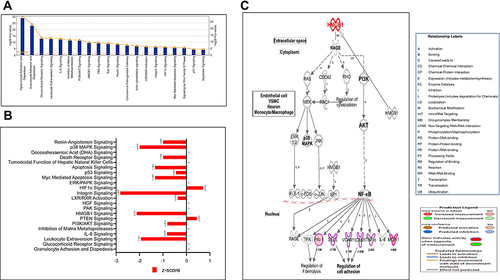 Figure 4 (A–C) Canonical pathways by IPA core analysis. (A) Histogram displays the most relevant canonical pathways (p <0.05) involved in the response of HRMECs cells to APN treatment. The rank was based on the log p-value, the ratio of genes of the dataset compared to the knowledge base of IPA. See supplementary tables for details. (B) Bars display the values of Z- activation of the most relevant canonical pathways. (C) Network displays the HMGB1 pathway cascade and involves the downstream genes that are differentially expressed; downregulated as the green color and upregulated as red color, labeled with values of fold changes, and their role in biological process.