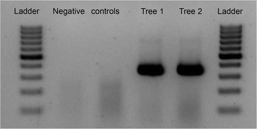 Fig. 2. RT-PCR results of detection of PPV-D in green bark of trunk of plum tree ‘Jojo’.