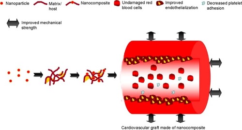 Figure 2 Properties improved by the use of nanocomposites for cardiovascular grafts.