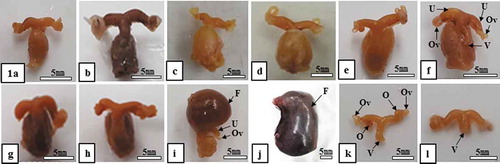 Figure 1. Morphological change in the female reproductive tract in Korean greater horseshoe bats (Rhinolophus ferrumequinum korai). The size of the uterus was maintained consistently from the end of August to the end of March of the next year, increased gradually since the end of March when ovulation and fertilization occurred and reached a maximum in May. Meanwhile, it decreased remarkably during the delivery and nurturing period. F, fetus; O, ovary; Ov, oviduct; U, uterus; V, vagina; (a), late-August; (b), late-September; (c), late-October; (d), late-November; (e), late-December; (f), late-January; (g), late-February; (h), late-March; (i), late-April; (j), late-May; (k), early-June; (l), late-July