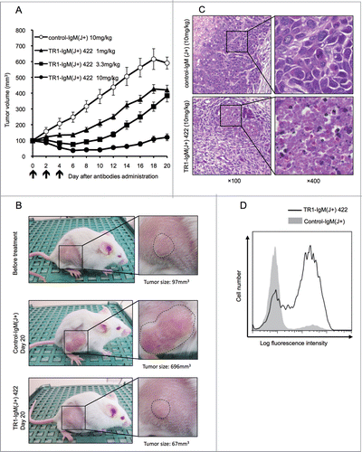 Figure 3. Antitumor efficacy of TR1-IgMs on Colo205 cell-derived mouse xenograft tumors in vivo. (A) The tumor growth curves of each group of tumor-bearing mice. SCID mice (10 per group) bearing Colo205 xenograft tumors were i.v. injected with TR1-IgM(J+) 422 or control-IgM(J+) on the indicated days (arrows). Each time point represents the mean value (±S .E.M.) of the tumor sizes within the treated group on the day of measurement. (B) Representative photographs of the Colo205 tumor-bearing mice in each group on day 0 or day 20 after treatment. The magnified photo shows that the tumors (within dotted lines) in the TR1-IgM(J+) 422 (10mg/kg)-treated mice were notably reduced compared with the tumors in the control-IgM(J+) (10mg/kg)-treated mice. (C) Representative photomicrographs of hematoxylin and eosin staining of the tumor tissues from each group of mice at 2 d post-treatment. Expanded views of the region marked with black boxes are shown (right). Original magnification, ×100 (left), ×400 (right). (D) Caspase-3 activation following the injection of TR1-IgM(J+) 422. SCID mice that had pre-established Colo205 tumor xenografts were injected with a single dose (10 mg/kg body weight) of TR1-IgM(J+) 422 (solid line) or control-IgM (shaded peak). The tumors were then excised 4 h after injection, and activated caspase-3 induction was analyzed by flow cytometry. X-axis; fluorescence intensity of fluorescein isothiocyanate (FITC), Y-axis; relative cell number.
