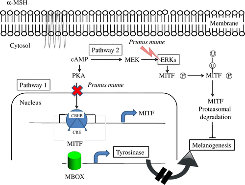 Fig. 7. Schematic model of the anti-melanogenesis signaling mechanism of Prunus mume.