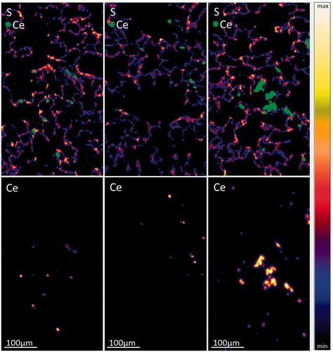 Figure 5. µPIXE images of lung tissue slices from the 2-year study (0.3 mg/m3) at three different positions. Sulfur and cerium distributions are shown in overview images with a scanning area of 310 × 540 µm2. Green dots denote the position of cerium overlaid with the image of the sulfur distribution. (For data interpretations see also Veith et al. Citation2018).