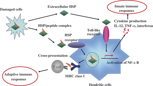 Figure 2. The role of extracellular HSPs in immune responses. Extracellular HSPs can stimulate Toll-like receptors, leading to activation of dendritic cells and release of cytokines such as IL-12, TNF-α and interferon (innate immune responses). Extracellular HSPs can be internalised through HSP receptors with HSP-bound peptides. The antigenic peptides are then cross-presented to MHC class I molecules, leading to induction of peptide-specific CTL responses (adaptive immune responses).