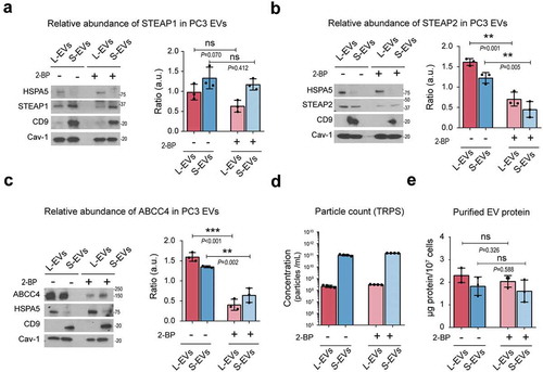 Figure 7. Inhibition of palmitoylation reduces the abundance of prostate cancer-specific palmitoyl-proteins in EVs. (a–c) Representative immunoblot of the abundance of STEAP1 (A), STEAP2 (B) and ABCC4 (C) along with the control proteins HSPA5 (L-EV enriched protein), CD9 (S-EV enriched protein) and Cav-1 (general EV protein) in PC3 L- and S-EVs after inhibition of palmitoylation with 10 µM 2-BP for 24 h. Bar plots represent the densitometric quantification across replicate blots. (d) TRPS quantification of PC3 L- and S-EVs after inhibition of palmitoylation. (e) Yield of purified EV-protein from PC3 cells treated with or without 2-BP.