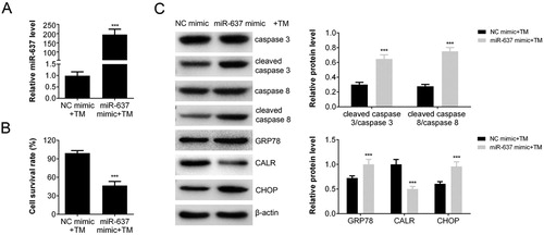 Figure 2. miR-637 Overexpression promoted the TM-induced apoptosis. (A) The level of miR-637 in AGS cells transfected with miR-637 mimics or negative control analyzed by RT-PCR; (B) The cell survival rate (transfected with miR-637 mimics or negative control) analyzed by CCK-8 assay. (C) The level of apoptosis and ERS associated proteins measured by western blot analysis.