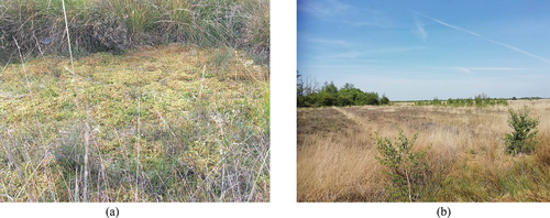 Figure 10. (a) A former peat pit in the Mariapeel bog reserve recolonised by peat moss and other bog plants (courtesy of Hilde Tomassen). (b) An old ditch system is still visible through the linear zones of light-coloured purple moor-grass (Molinia caerulea) (taken with permission from Wanders Citation2020).