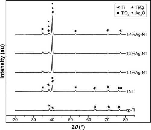 Figure 2 XRD patterns of the cp-Ti, TNT, and TiAg-NT samples.Abbreviations: XRD, X-ray diffraction; cp-Ti, commercial pure titanium; TNT, titania nanotubes; TiAg-NT, TiAg alloys with nanotubular coverings.