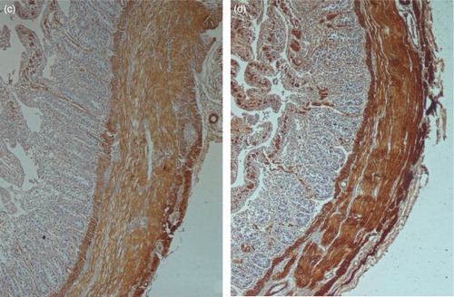 Figure 2. (c and d) Immunohistochemical stains for α-smooth muscle actin at 28 and 52 days respectively; both demonstrating intense expression within the bulk of the circular and longitudinal muscles. All of the figures are orientated such that the muscular layers are on the right side.