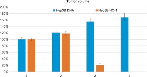Figure 4 Evaluation of HO-1 effect on tumor growth and tumorigenesis of Hep3B cells in vivo.Notes: As we xenografted Hep3B DNA cells and Hep3B HO-1 cells into the nude mice, 4 weeks later, the tumor volume increased to 176%±12% in Hep3B DNA cells group. As for Hep3B HO-1 cells, all the xenografted tumors disappeared after 3 weeks of implantation.Abbreviation: HO-I, heme-oxygenase-1.