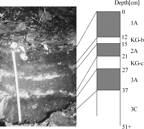 Figure 2  Profile of Myoko Asadaira soil. KG-b, Koyaike ash-b; KG-c, Koyaike ash-c.