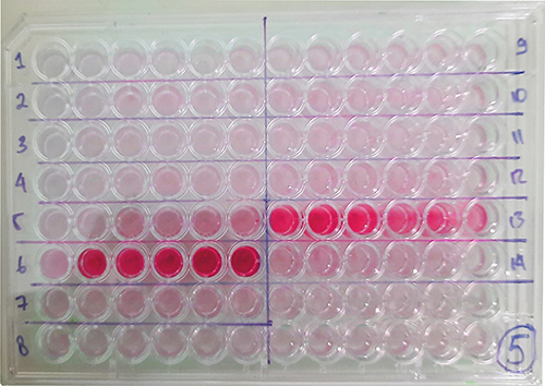 Figure 1 Biofilm production assay. Tissue culture plates show different color intensities for BF and NBF cells and measured with spectrophotometer as optical density (OD).